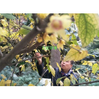 兰妃印象纯天然腊梅花茶：凌寒独放